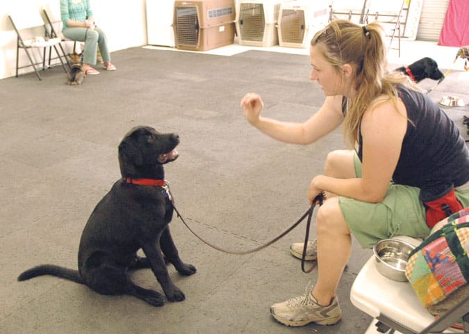 A chocolate lab paying attention to his owner