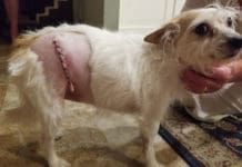 small dog with suture