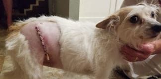 small dog with suture