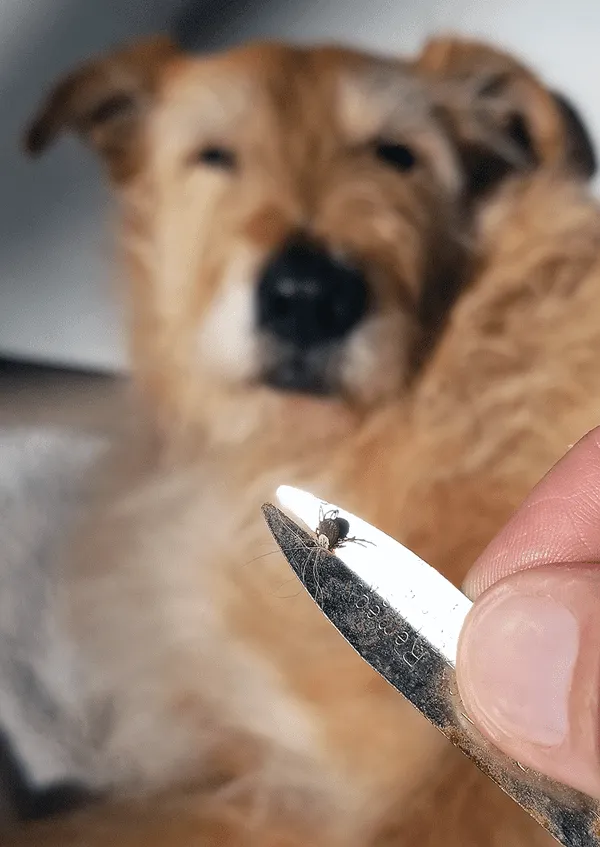 Tick removal tools holding a tick recently removed from a dog.