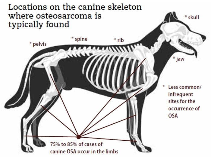 Osteosarcoma vaccine hot sale dogs