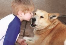 Dog Bites