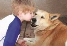Dog Bites