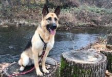 Dog Sitting on Stump