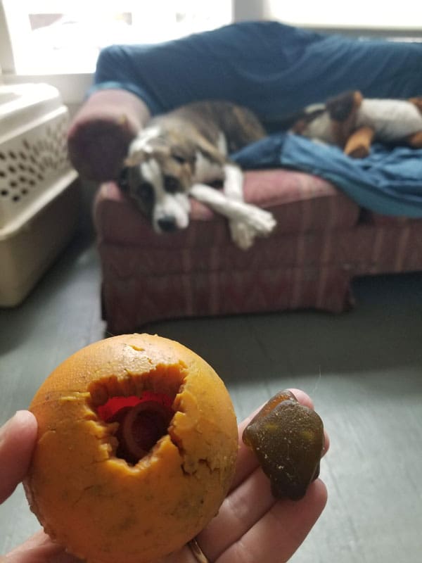 Dog ate foam ball on sale