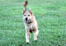 dog running