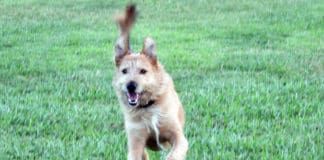 dog running