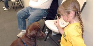 Puppy in class