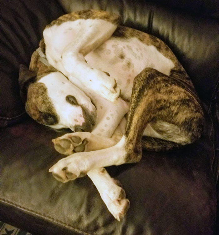 dog curled up on couch
