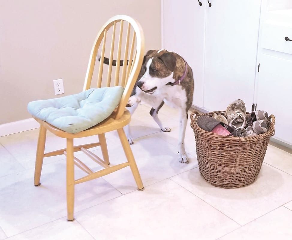 Dog Games to Play with Dog Treats (With things you already have )