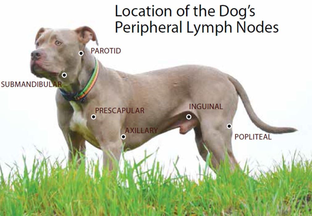 Matches Poisoning in Dogs - Symptoms, Causes, Diagnosis, Treatment