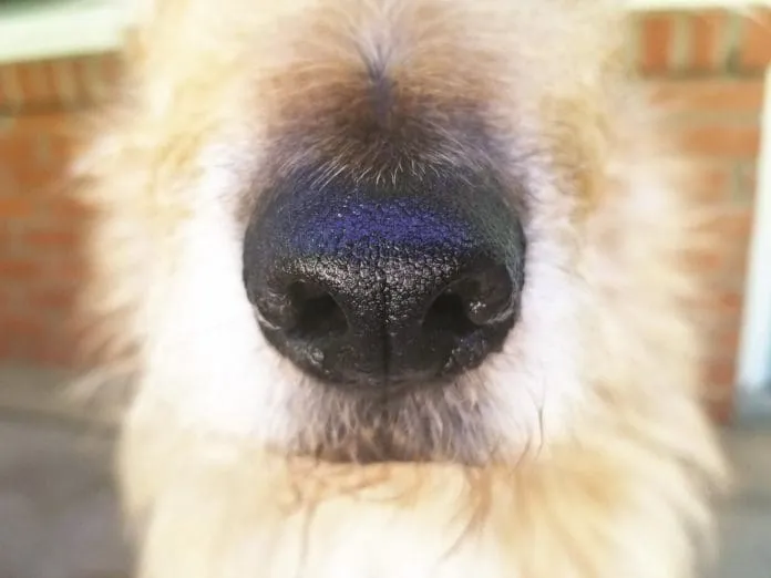 nose