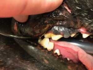 oral melanoma in dog