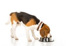 Dog eating from bowl