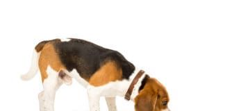Dog eating from bowl