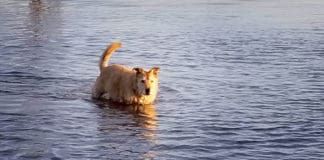 Dog wading in water