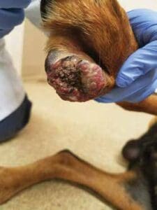 Melanoma on dog paw