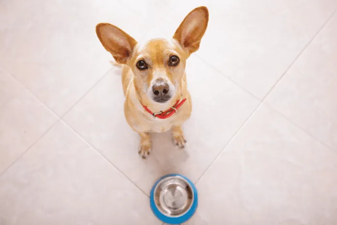 Dog-Bowl