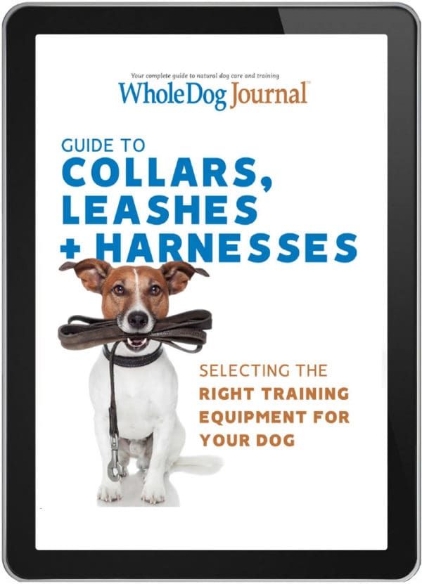 Guide To Collars, Leashes & Harnesses