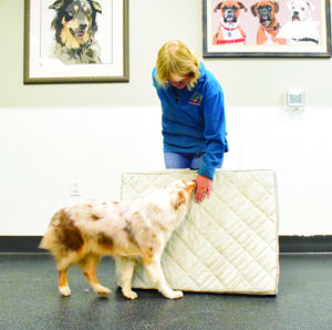 Go to Place Dog Training Mat - Great Gear And Gifts For Dogs at
