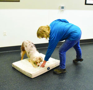 Mat Training Tips - Whole Dog Journal