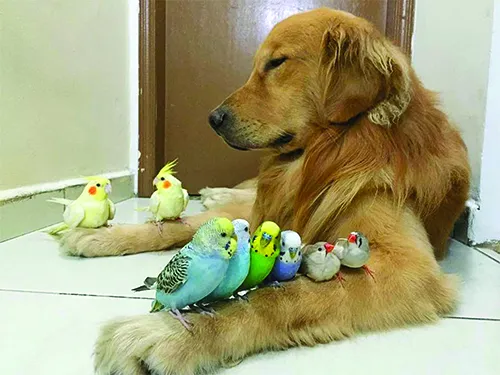 bob_marley_goldenretriever___B1vobMKl4Yx___.png