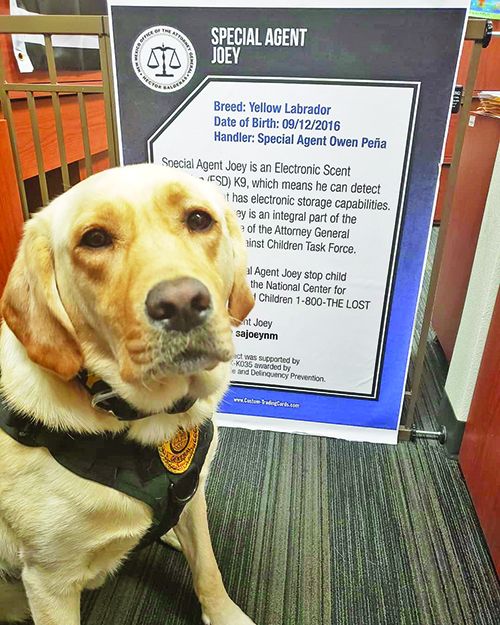 PornSniffing K9's? Growing Demand for ElectronicStorage Detection