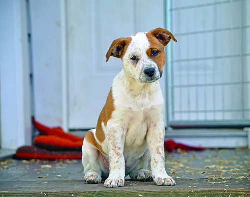 pup_sitDSC_0599
