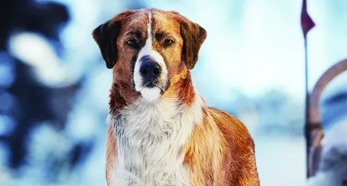 sterndog