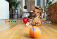 indoor dog games