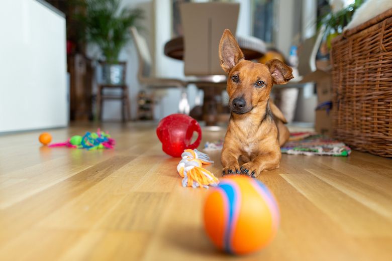 5 Brain Games Your Dog Is Better Than YOU at!