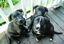 Is neutering good or bad?