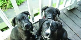 Is neutering good or bad?