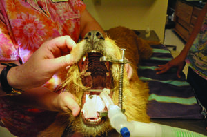 Stomach Ulcers in Dogs Whole Dog Journal