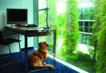 Seperation anxiety in dogs is a common problem when dogs haven't been left alone frequently before.