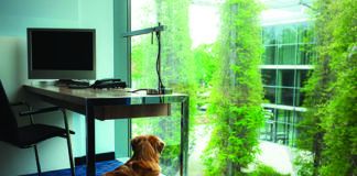 Seperation anxiety in dogs is a common problem when dogs haven't been left alone frequently before.