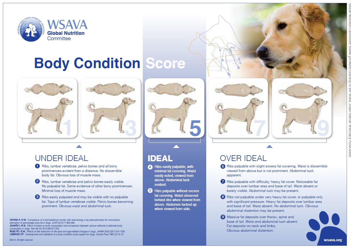 dog weight chart