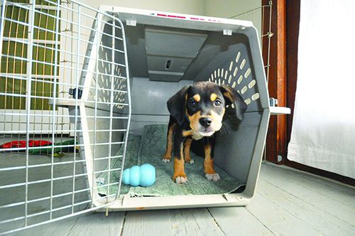 Safe Choices For Chewing In A Crate