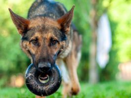 Scent Games for Dogs - Whole Dog Journal