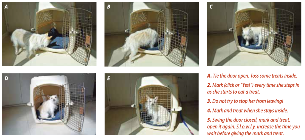 Safe Choices for Chewing in a Crate - Whole Dog Journal