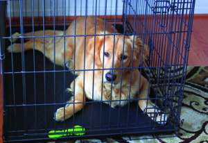 Why and how should I crate train my dog? – RSPCA Knowledgebase