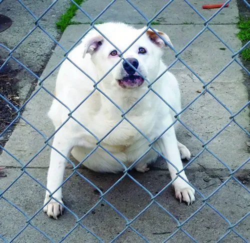 help my dog lose weight