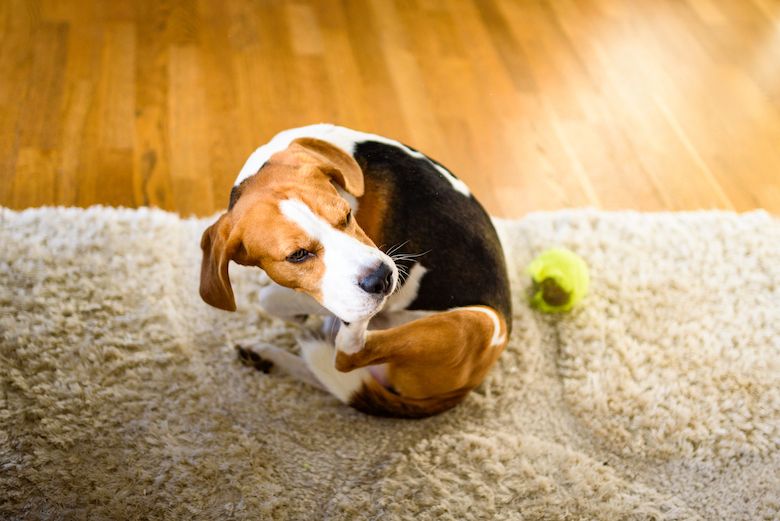 Dog mold allergy treatment sale