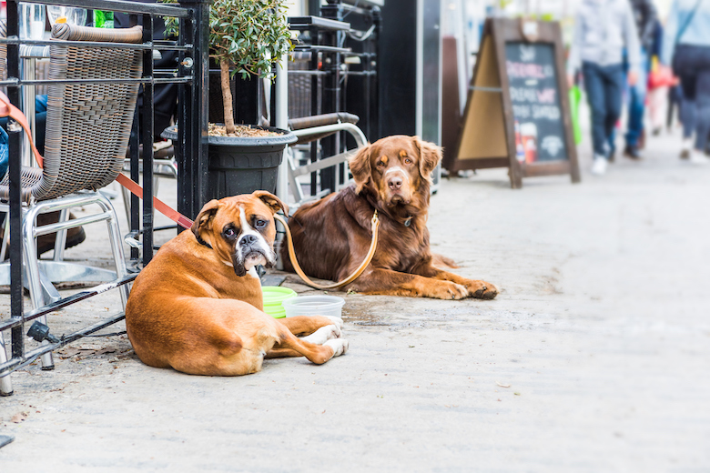 dining out with your dog