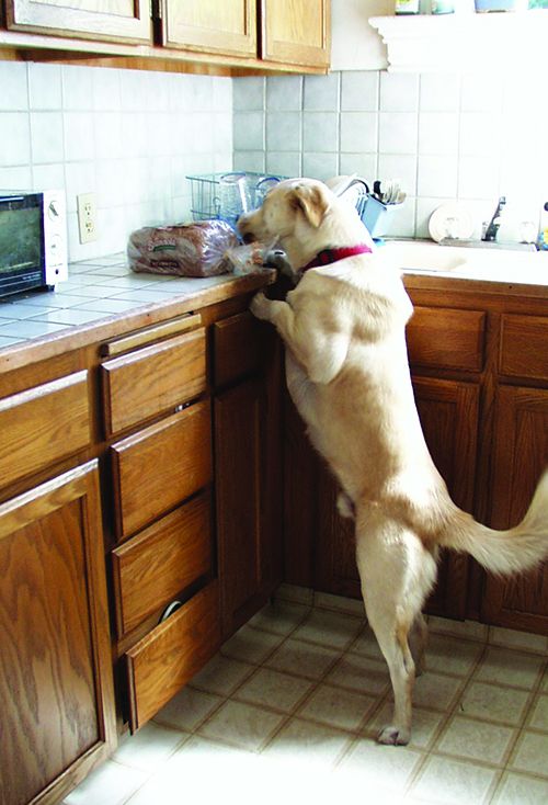 My Garbage Bowl Is the Most Important Thing on My Kitchen Counter - Eater