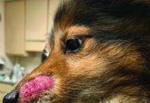 Ringworm on a dog's snout.