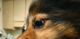 Ringworm on a dog's snout.