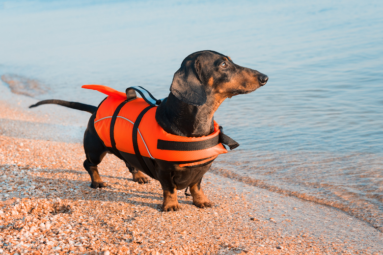 dog life jacket