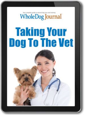 Taking Your Dog to the Vet