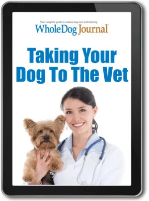 Taking Your Dog to the Vet